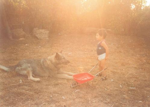 Tra cane e lupo