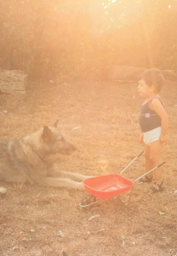 Tra cane e lupo